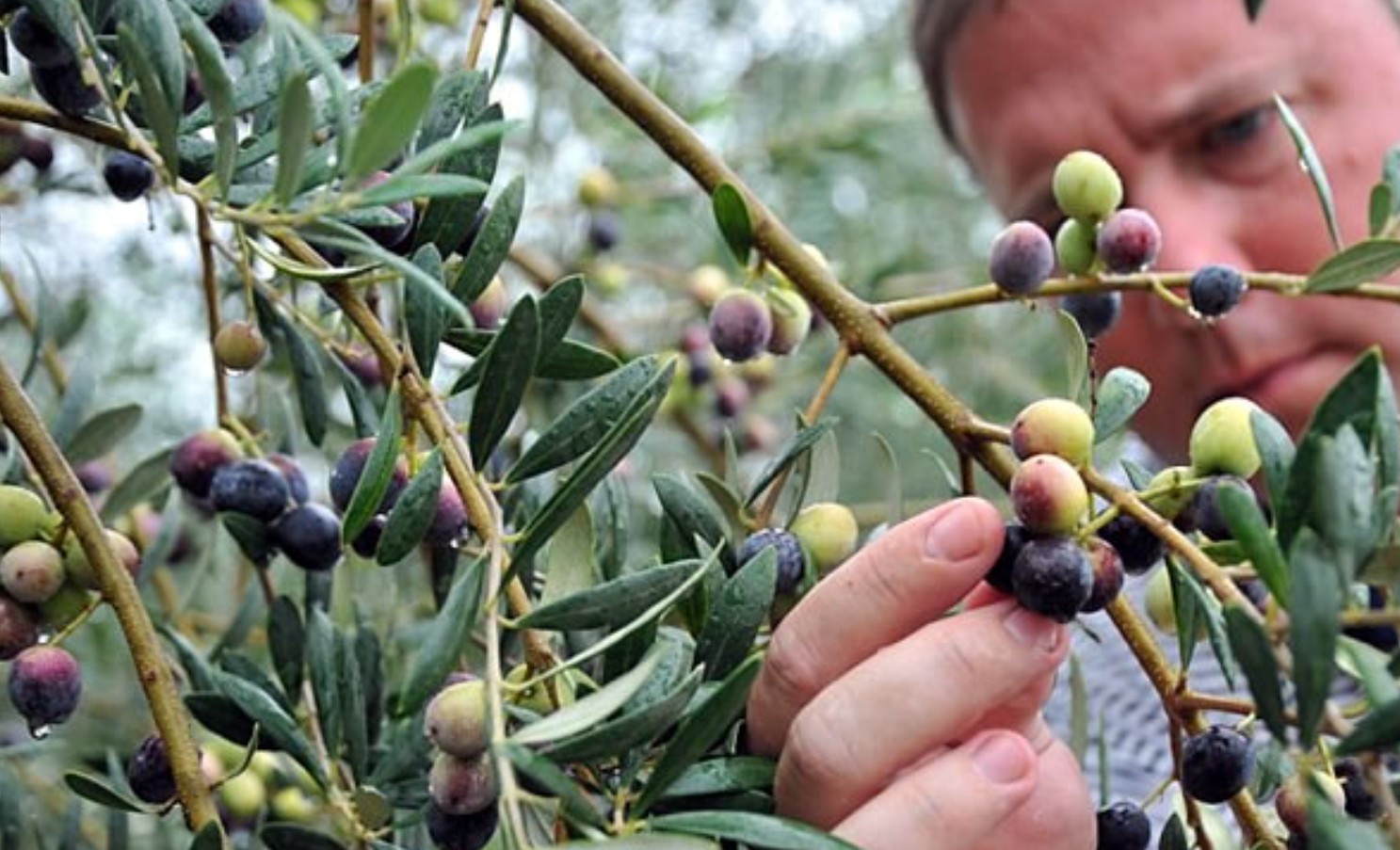 Σύλλογος Γεωπόνων Ελευθέρων επαγγελματιών νομού Μεσσηνίας για την Δακοκτονία 